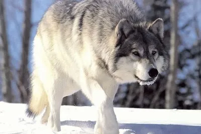 Brother wolf jigsaw puzzle