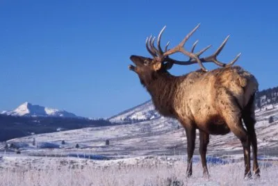 elk