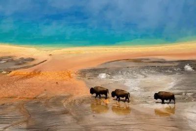 Bison jigsaw puzzle
