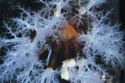 Natura
