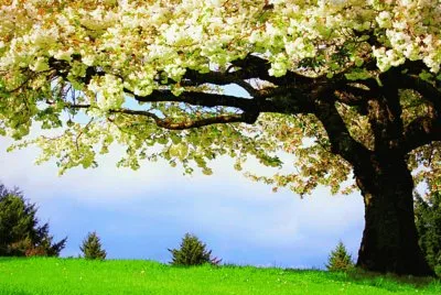 aa