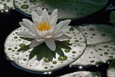 flores
