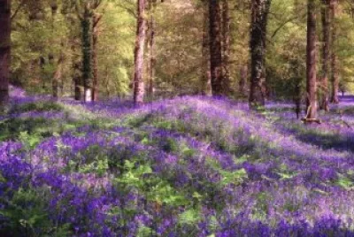 meadow