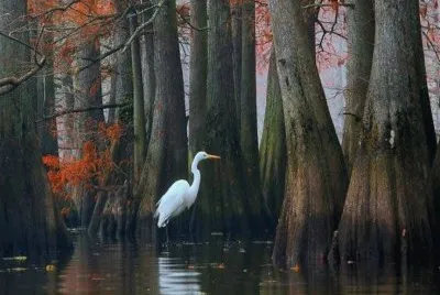 bird