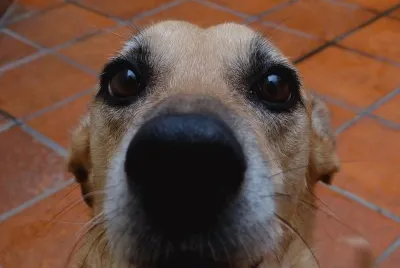 Canela