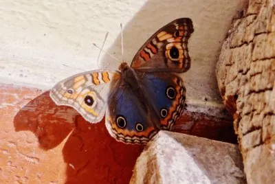 Mariposa jigsaw puzzle