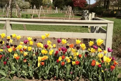 tulips