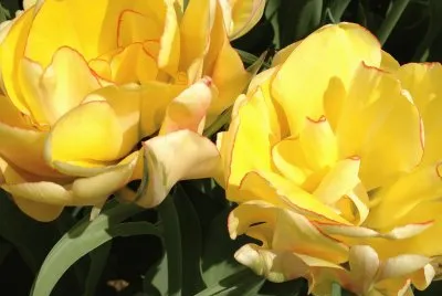 tulip