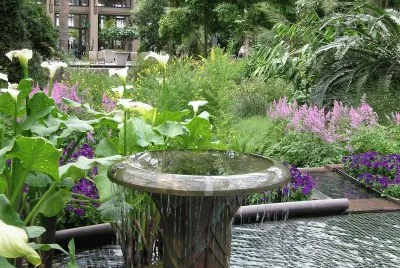 water and flower