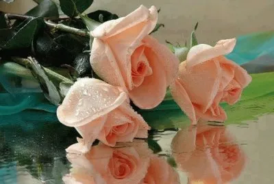 flores