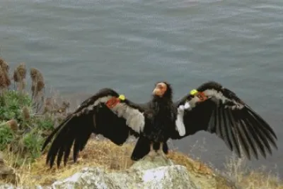 California Condor by Water
