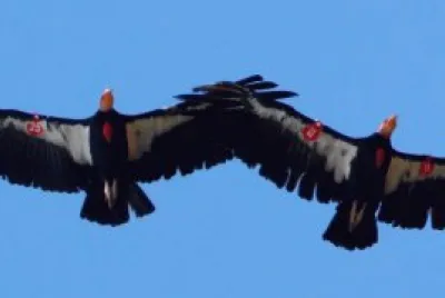 Endangered California Condors