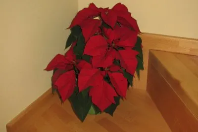 Poinsettia