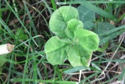Ever see a 5 leaf clover?