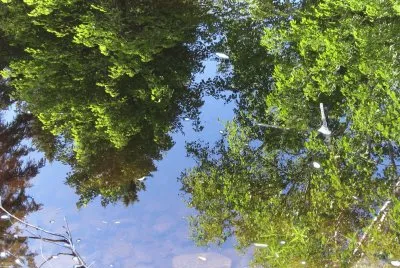 Reflections in Black River