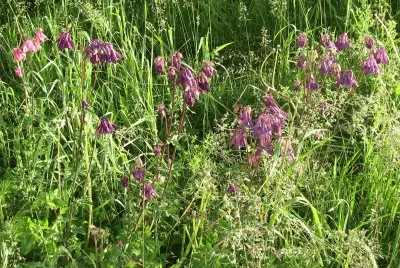 Wild flowers in the field