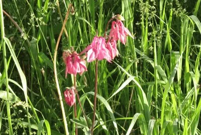 Same flower..different colour