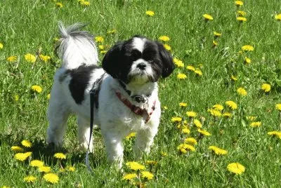 Outstanding in his field