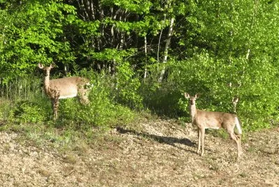 Deer near the hwy