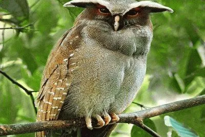 Lechuza Copetona