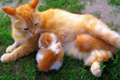 ImÃ genes jigsaw puzzle