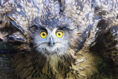 פאזל של BÃºho