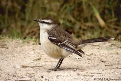 פאזל של Calandria