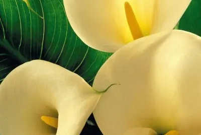 פאזל של Cala - SudÃ¡frica