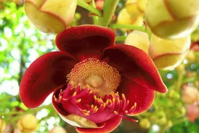 פאזל של Couroupita - America