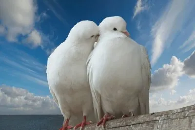 פאזל של Palomas blancas