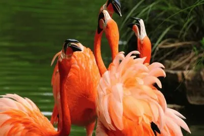 פאזל של Flamencos