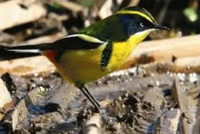 פאזל של Sietecolores