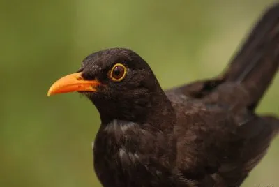 פאזל של Zorzal Chiguango