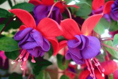 Fucsia