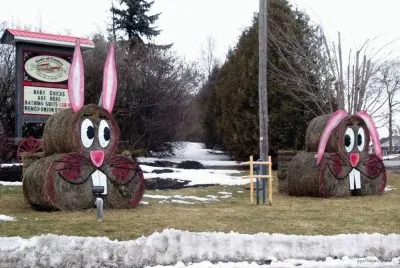 bunny