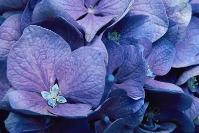 פאזל של Hortensia - Asia