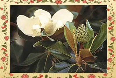 פאזל של Magnolia - AmÃ©rica