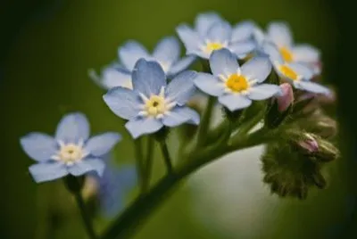 פאזל של Myosotis - Europa