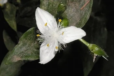 פאזל של Oreja de gato -AmÃ©rica