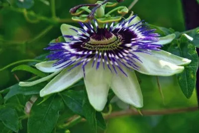 פאזל של Pasionaria - AmÃ©rica