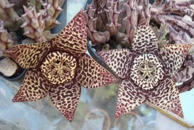 פאזל של Stapelia - Africa