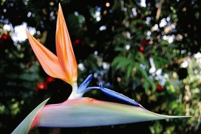 פאזל של Strelitzia - SudÃ¡frica