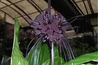 פאזל של Tacca chantrieri - China