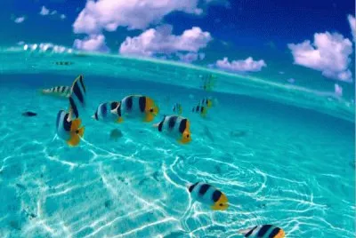 peces
