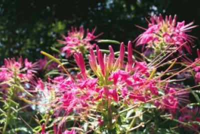 flowers