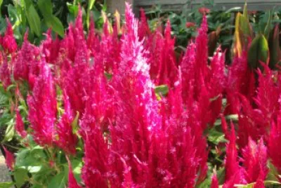 flowers