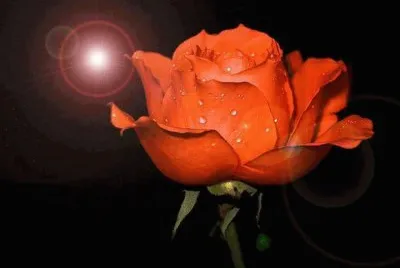 פאזל של rosas