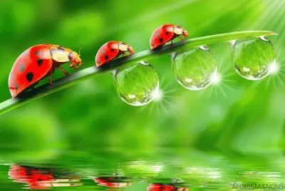 puzzle jigsaw puzzle