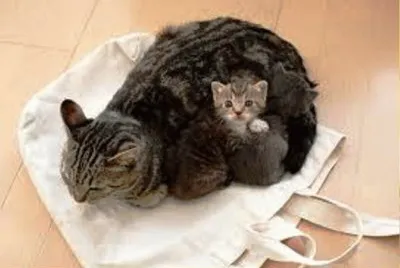 mom #79