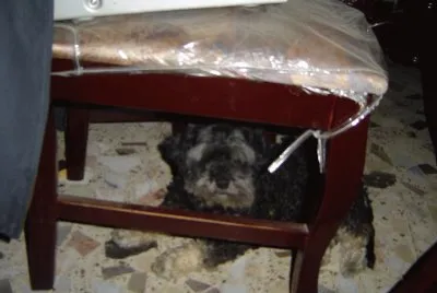 perros jigsaw puzzle